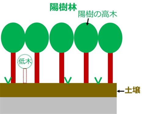 陰木|陰樹と陽樹の違いと代表的な樹木 